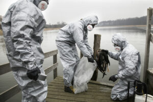 15. marts 2006: Fugleinfluenza rammer Danmark / Dags Dato